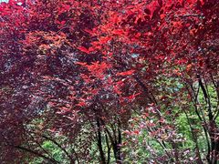 -铁山坪森林公园