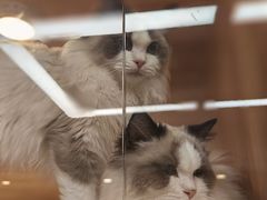 -猫十亿·布偶金渐层·曼基康矮脚猫舍(青年路店)