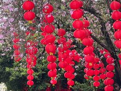 -广州兰圃