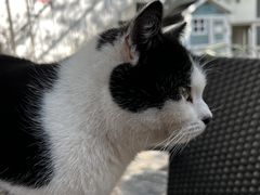 -喵屿·大理花园猫咖