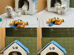 -帕帕拉兹宠物(亚洲旗舰店)