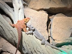 -帕帕拉兹宠物(亚洲旗舰店)