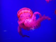 -南昌融创海世界