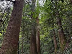 -天目山大树王景区