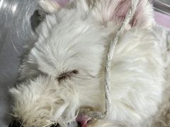 -畜牧兽医站(共江路店)