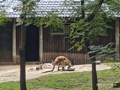 -合肥野生动物园