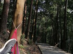 -火炉山森林公园