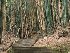 -凤栖山