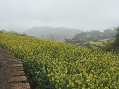-桑洲油菜花景区