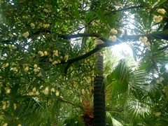 -西樵山风景名胜区-天湖公园