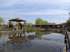 -同銮特种养殖场·龙虾垂钓