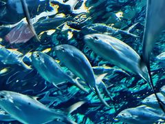 -上海海洋水族馆
