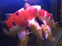 -肥肥小厨(咸阳路店)