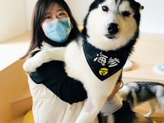 -Husky Go! 哈士奇体验馆·宠物咖啡厅狗咖