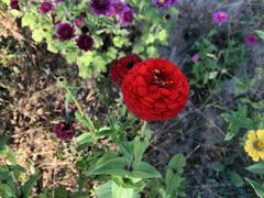 景点-野鸭湖国家湿地公园