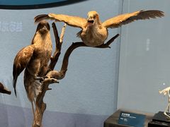 -国家自然博物馆