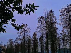 -海珠湖公园