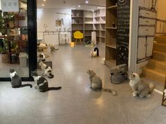 -松果猫咖(桐乡吾悦金街店)