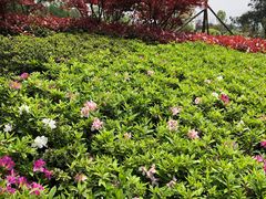 -铁山坪森林公园