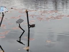 -新江湾城公园