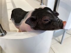 -怪兽屋·羊驼·猫咖·狗咖(俊华广场店)