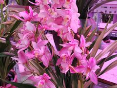 -花鸟鱼虫鲜花绿植市场(玉泉路店)