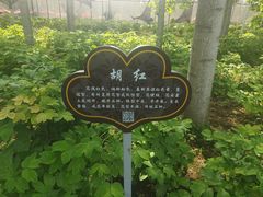 -洛阳市隋唐城遗址植物园