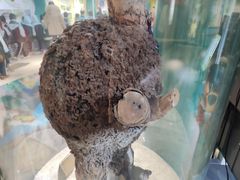 -上海昆虫博物馆