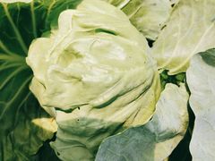 -庞各庄翠芳园西瓜蔬菜基地采摘园