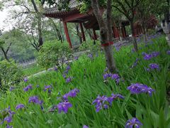-莲湖公园