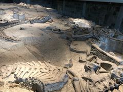 -自贡恐龙博物馆