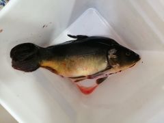 活杀鱼-煲来饱去冷水鱼