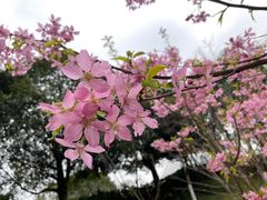 -南山植物园