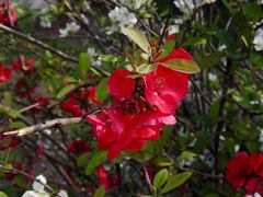 -三圣花乡旅游区