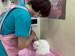 -北京观赏动物医院·24小时大型综合·猫专科·异宠专科
