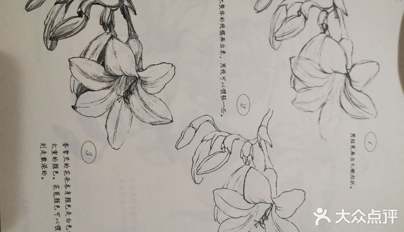 主要品种有淡紫色的“蓝姐