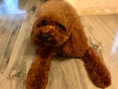 -PETKIT 小佩宠物·低压洗护·美容·寄养(安远店)