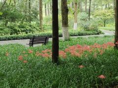 -杭州植物园