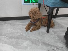 -宠颐生宠物医院·综合诊疗(先锋分院)