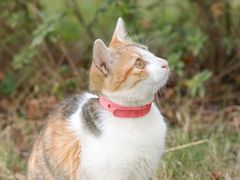 -瑞鹏宠物医院·骨科·猫科·内科(第一中心)