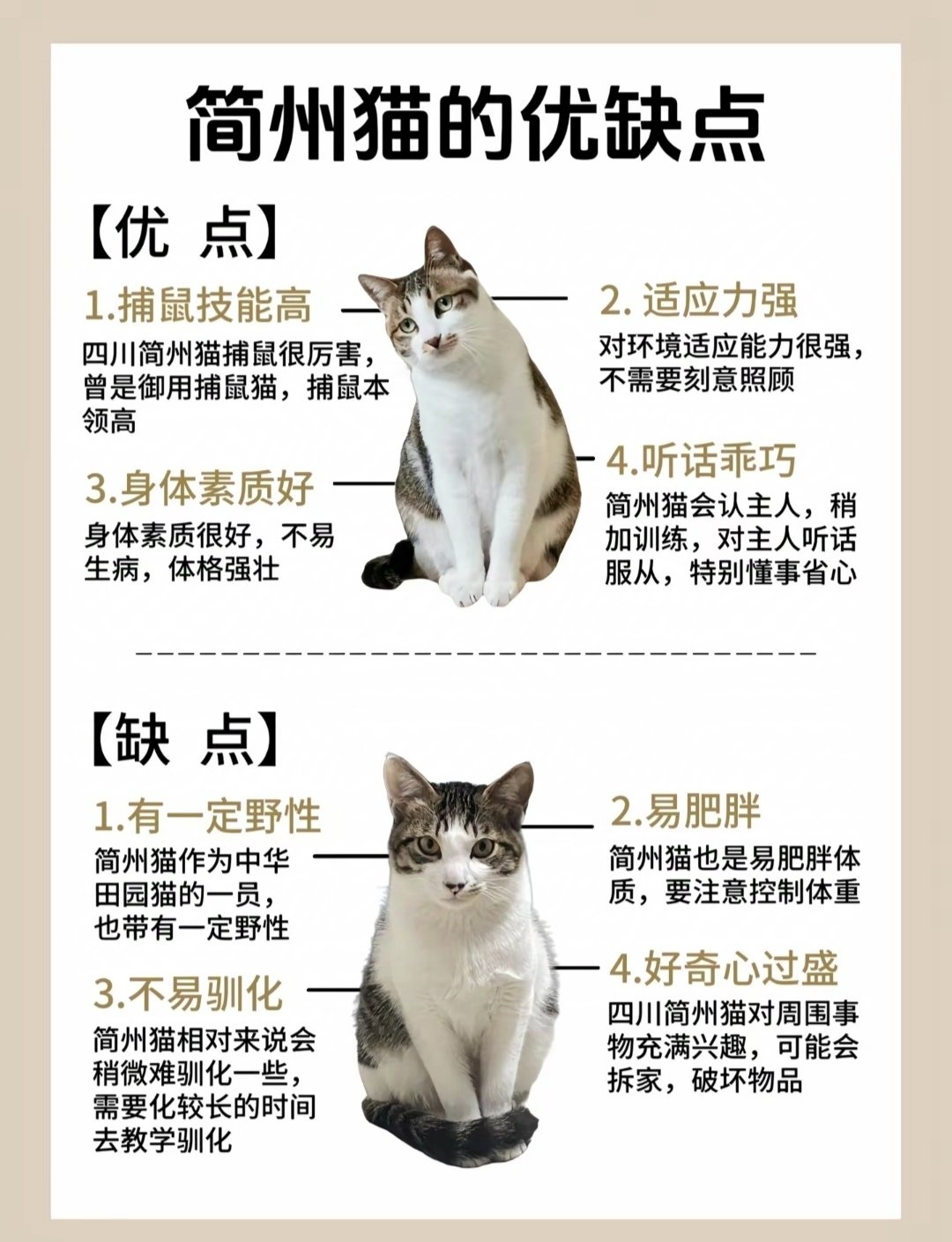 简州猫和狸花猫混交图片