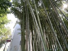 -莲花岛景区
