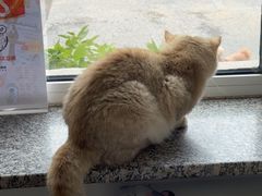 -派美特宠物医院·核磁CT·骨科肿瘤·疑难转诊(沈农禾丰店)