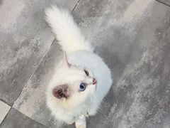 -楼上猫咖(罗湖店)