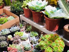 -双季花艺园艺市场(浦东店)