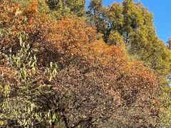 -北京西山国家森林公园