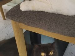 -喵园·猫主题咖啡厅·撸猫·猫咖(国贸店)