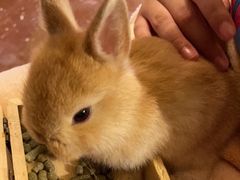 -猫猫幼稚园·撸猫·桌游·电玩