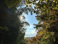 -四明山国家森林公园