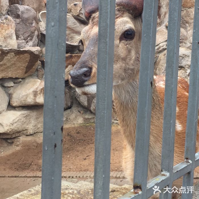 青島動物園圖片